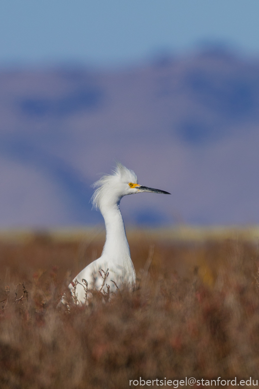 baylands